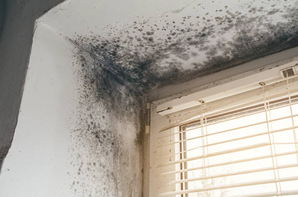 Affordable Commercial Mold Remediation solutions in Stevens, PA